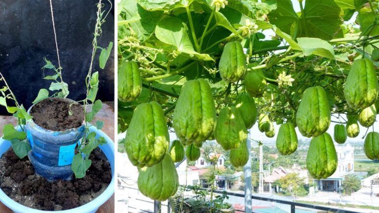 Cette méthode simple transforme des bouteilles en une source abondante de fruits…