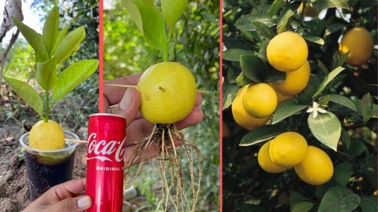 Cette astuce magique transforme votre citronnier en arbre à fruits… à découvrir