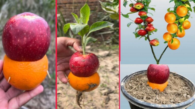 Cette technique surprenante transforme vos pommiers en arbres à oranges… découvrez