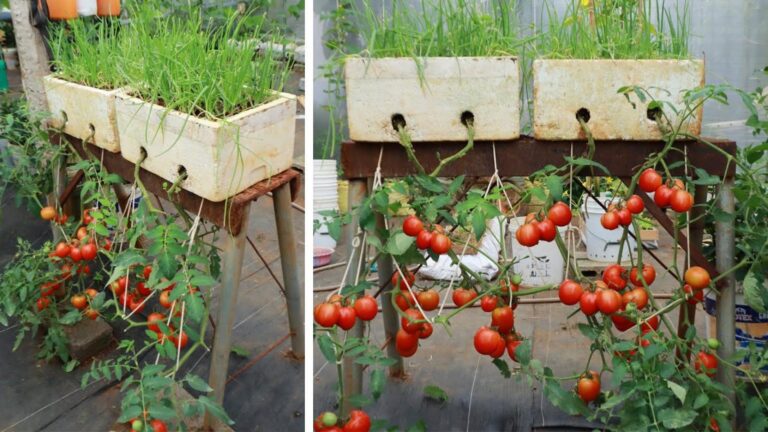 Cette astuce simple pour cultiver des tomates suspendues va transformer votre potager…
