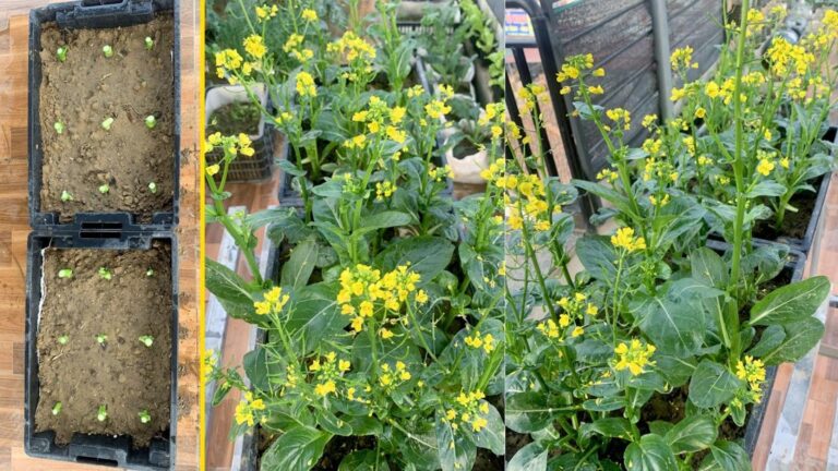 Cette astuce étonnante vous permet de cultiver des légumes sans acheter de graines…