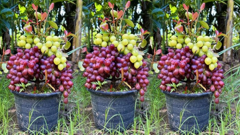 Cette astuce méconnue transforme vos raisins en véritables fruits juteux…