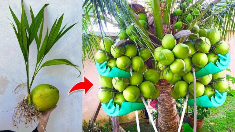Cette astuce simple transforme vos cocotiers grâce à la magie de la banane…