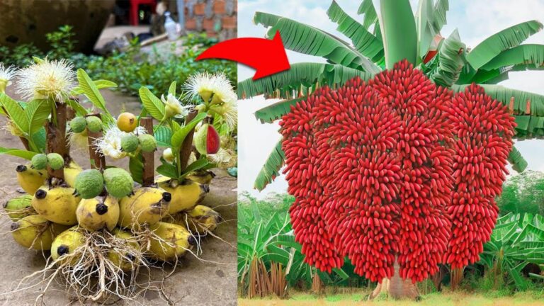 Cette méthode incroyable avec des bananes peut multiplier vos plants de goyaviers…