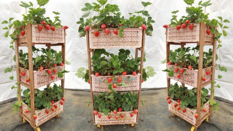 Cette idée géniale transforme un simple panier en un jardin de fraises vertical…