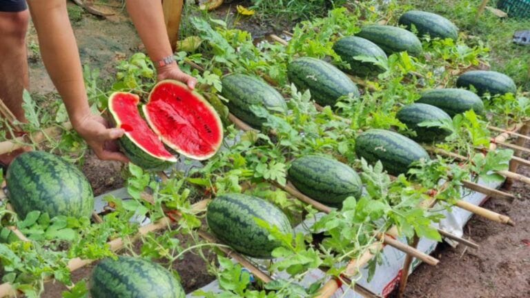Cette méthode simple transforme un sac de terre en pastèques géantes et sucrées…