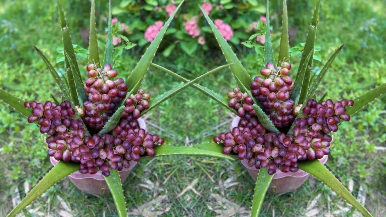 Cette astuce surprenante allie Aloe Vera et raisin pour une récolte incroyable…