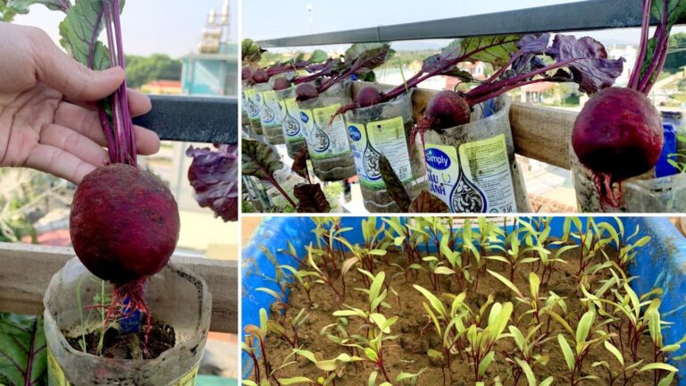 Cette méthode simple transforme votre terrasse en un potager de betteraves savoureux…