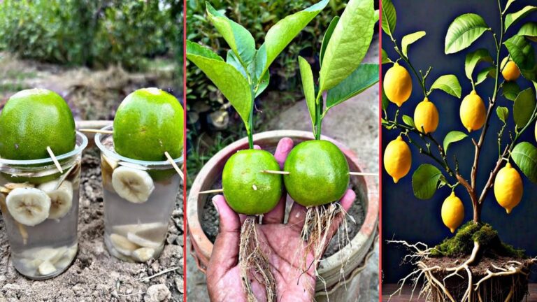 Une idée tout simple pour faire fleurir vos citronniers avec de l’ail…
