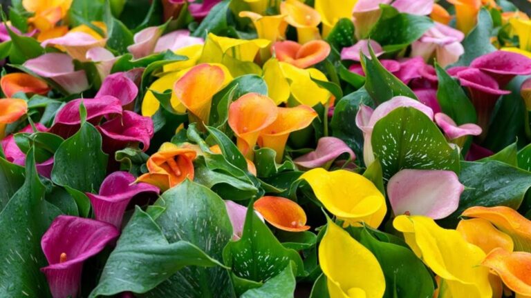 Cette méthode simple va transformer vos calas en fleurs éclatantes…
