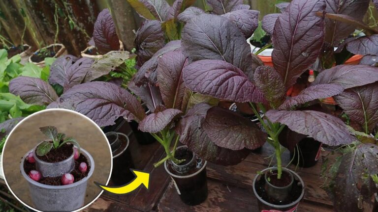 Cette astuce géniale transformera des gobelets en jardin de moutarde violette…