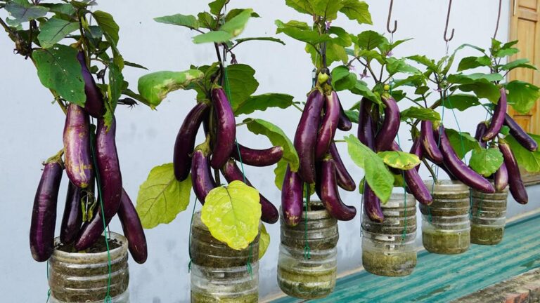 Cette astuce peut transformer vos bouteilles en un jardin suspendu qui arrose tout seul…