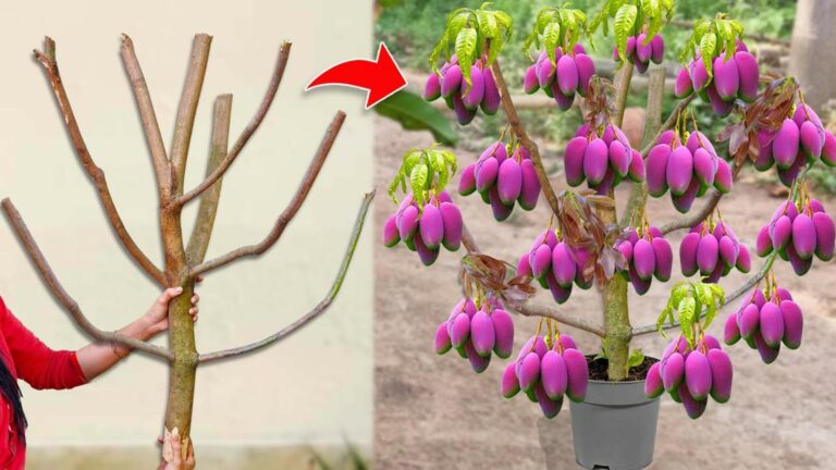 Cette technique surprenante fait pousser vos manguiers plus vite et les charge de fruits…