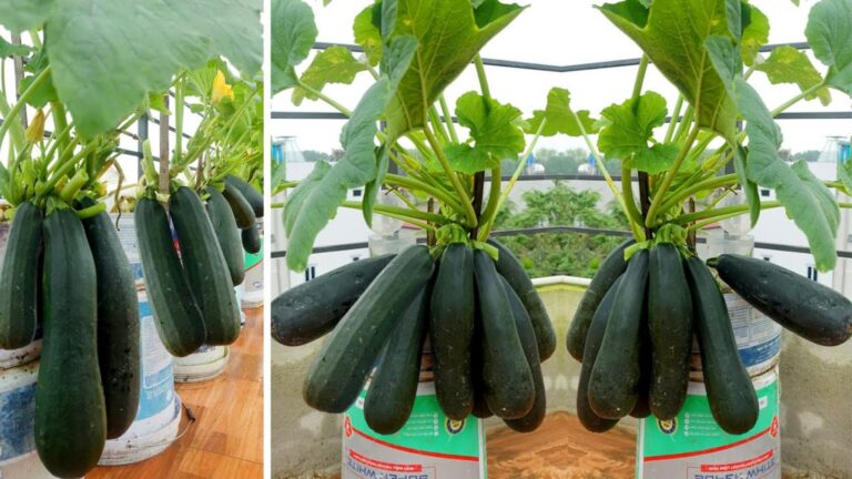 Une idée toute simple pour faire fructifier vos courgettes comme jamais…