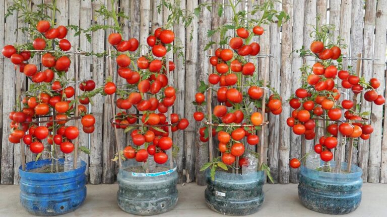 Cette méthode astucieuse transforme des bouteilles en un jardin de tomates à domicile…