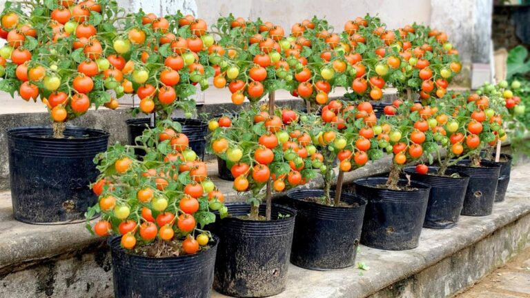 Cette astuce insoupçonnée transforme vos tomates en joyaux colorés… Vous allez adorer !