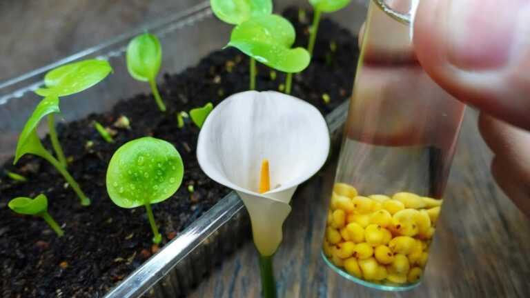 Cette méthode simple transforme vos calas en véritables fleurs éclatantes…