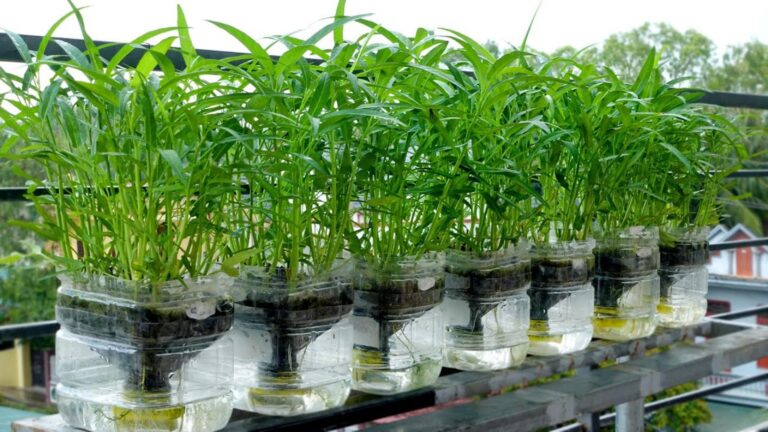 Cette méthode simple transforme votre cuisine en un potager hydroponique…