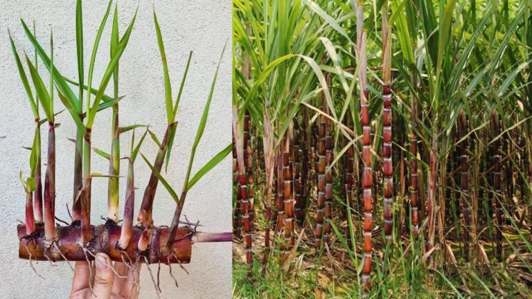 Cette technique étonnante pour cultiver de la canne à sucre va changer votre jardin…