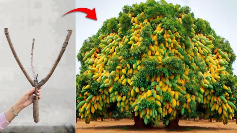 Cette astuce surprenante transforme vos manguiers en arbre à pommes… Découvrez comment !