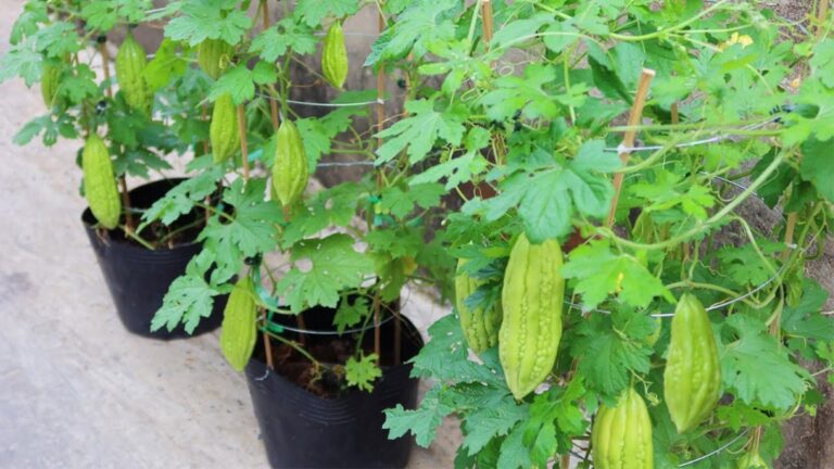 Cette méthode simple vous permettra de récolter des melons amers en trois mois…